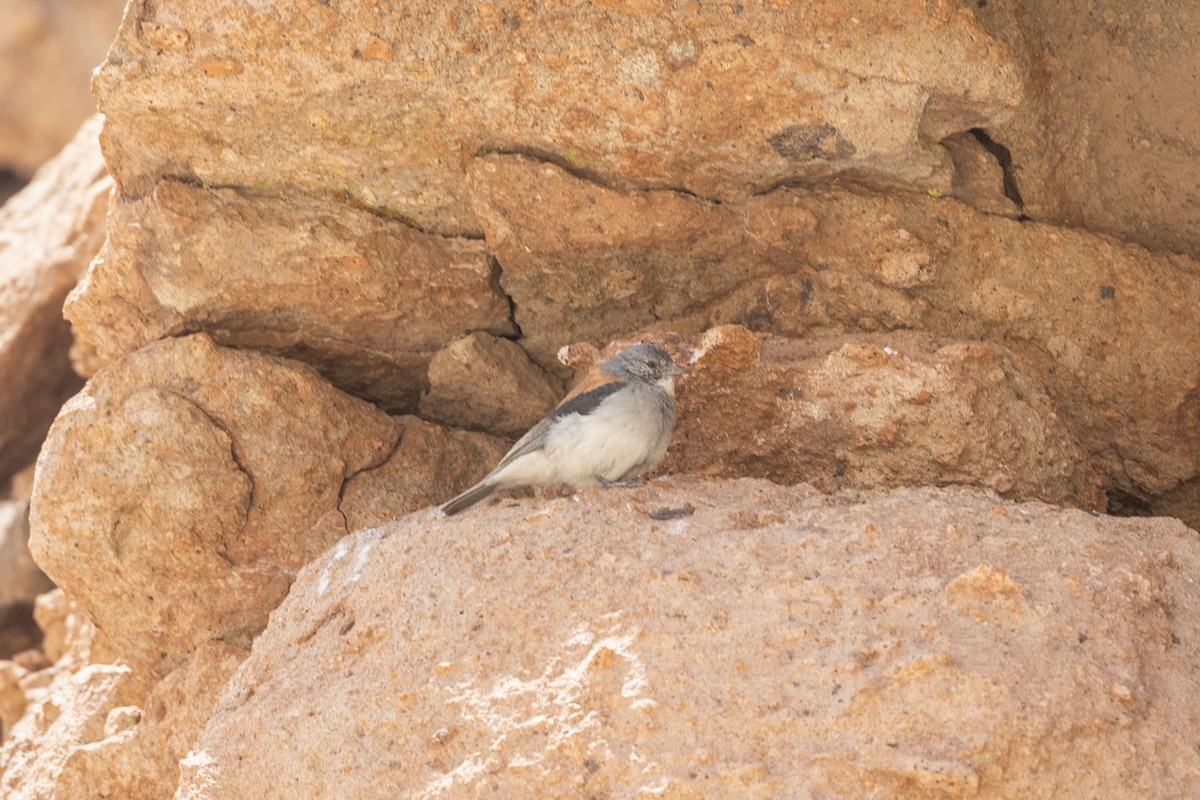 Braunmantel-Ammertangare - ML646415318