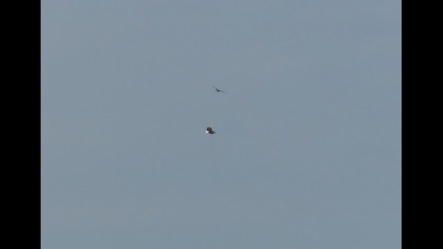 Bald Eagle - ML646415319