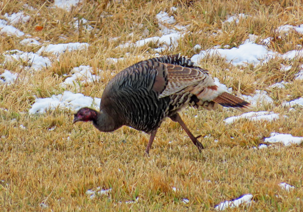 Truthuhn - ML646415320