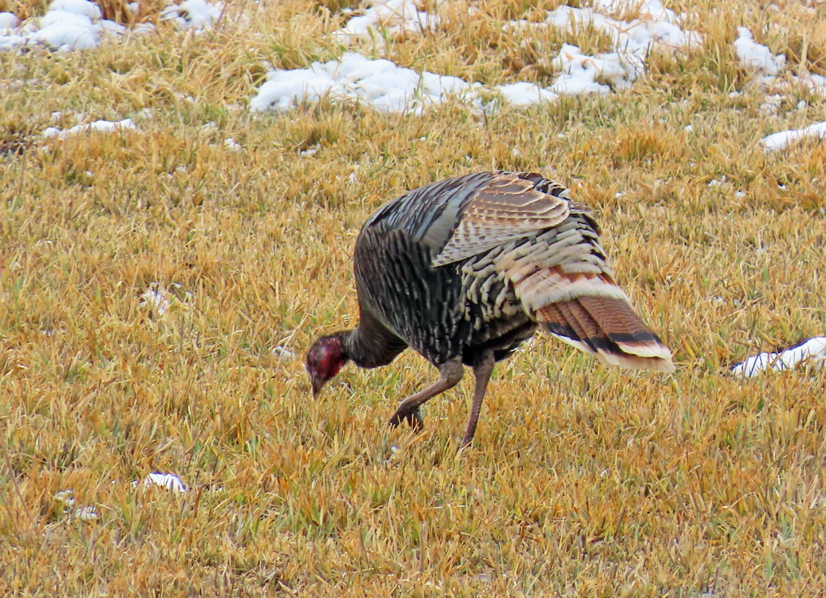 Truthuhn - ML646415321