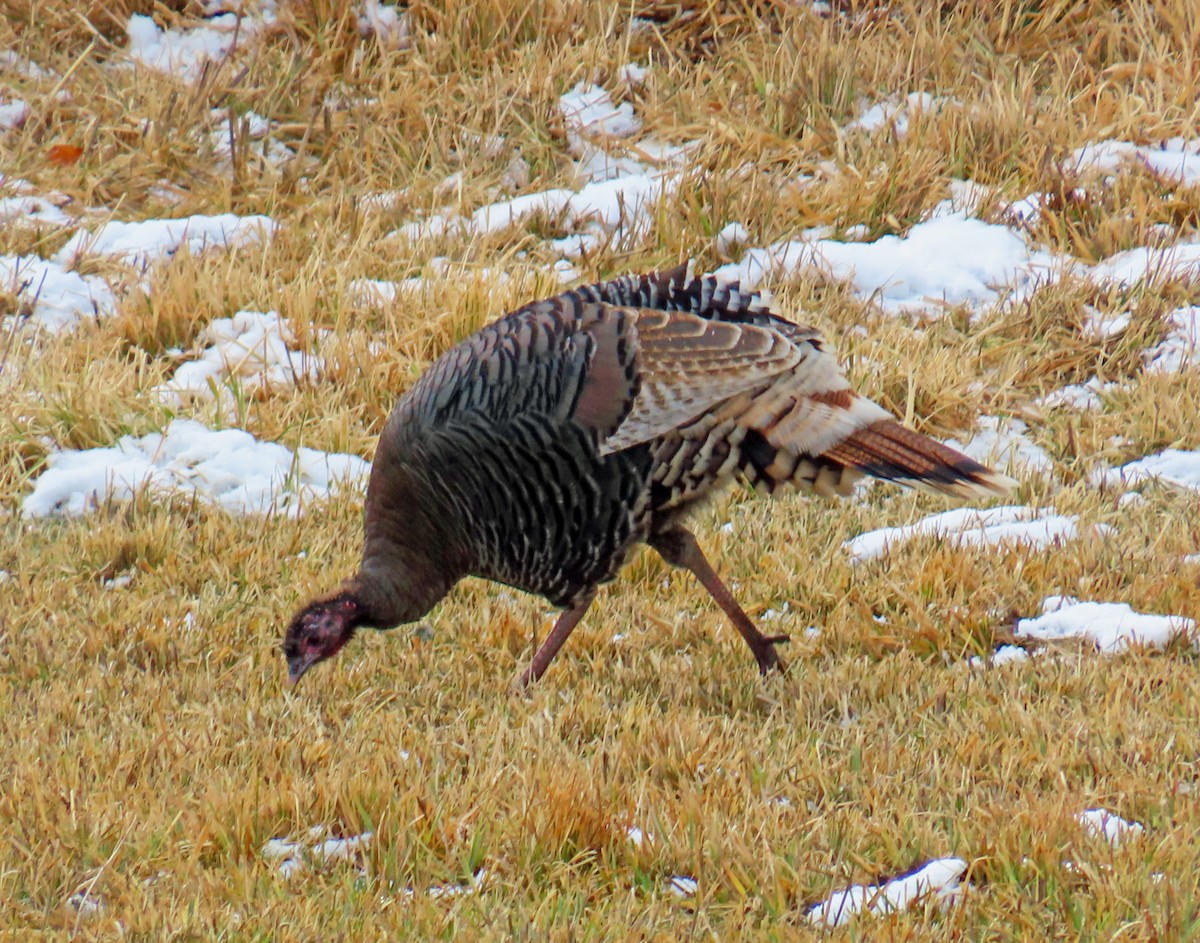 Truthuhn - ML646415322