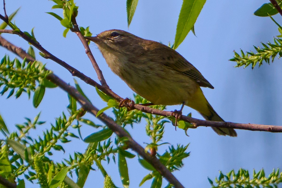 Palmenwaldsänger - ML646415323