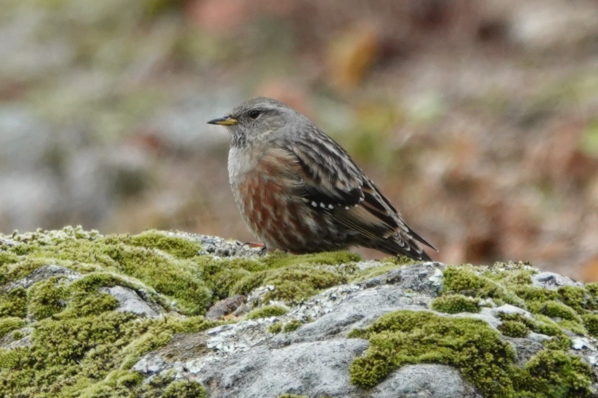 Alpenbraunelle - ML646415324