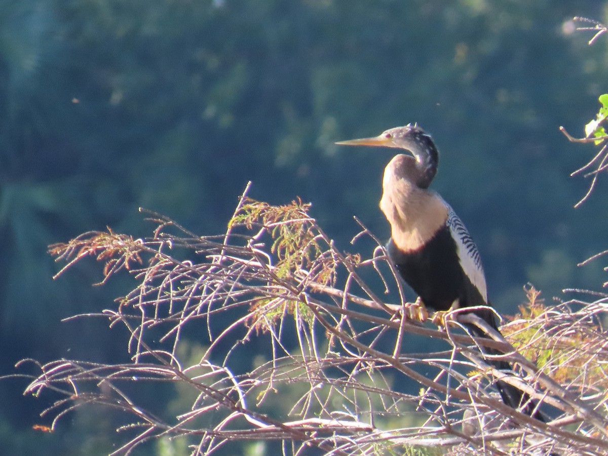 Amerika-Schlangenhalsvogel - ML646415325