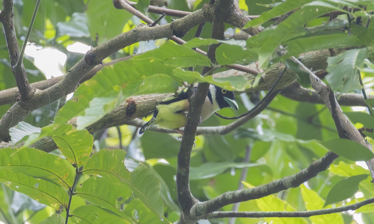 Halsband-Breitrachen - ML646415326