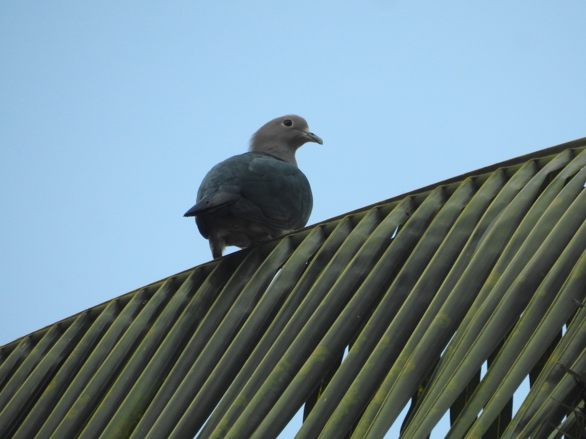 Bronzefruchttaube - ML646415327