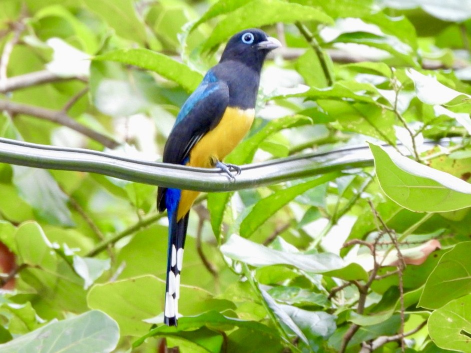 Schwarzkopftrogon - ML646415328