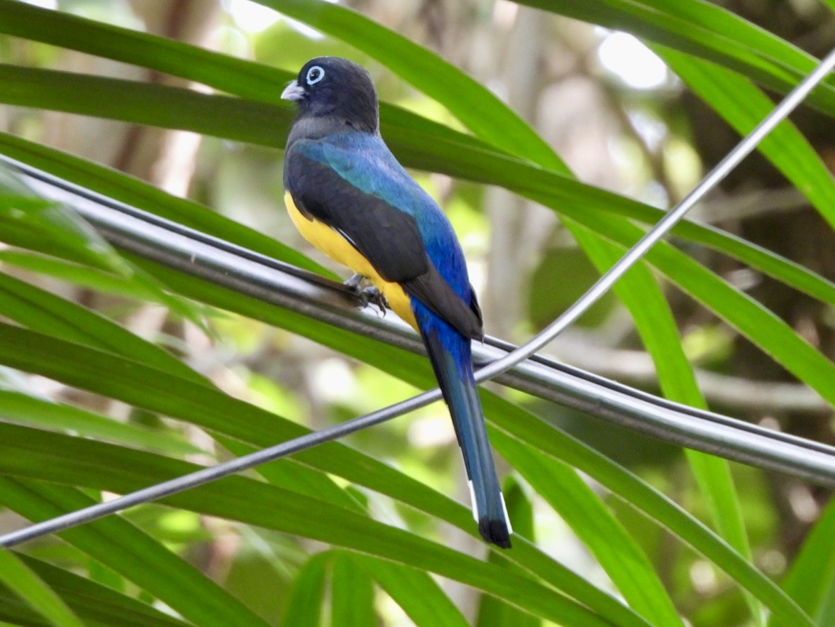 Schwarzkopftrogon - ML646415329