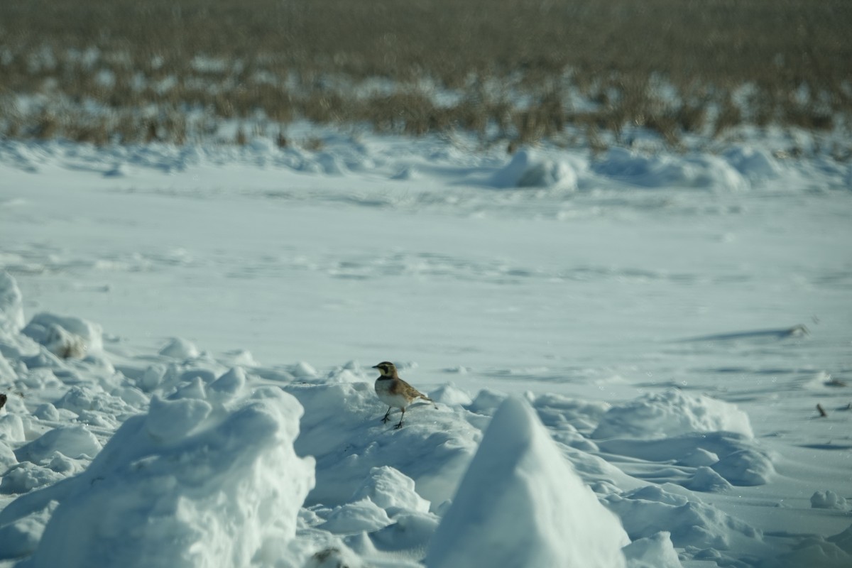 Ohrenlerche - ML646415330