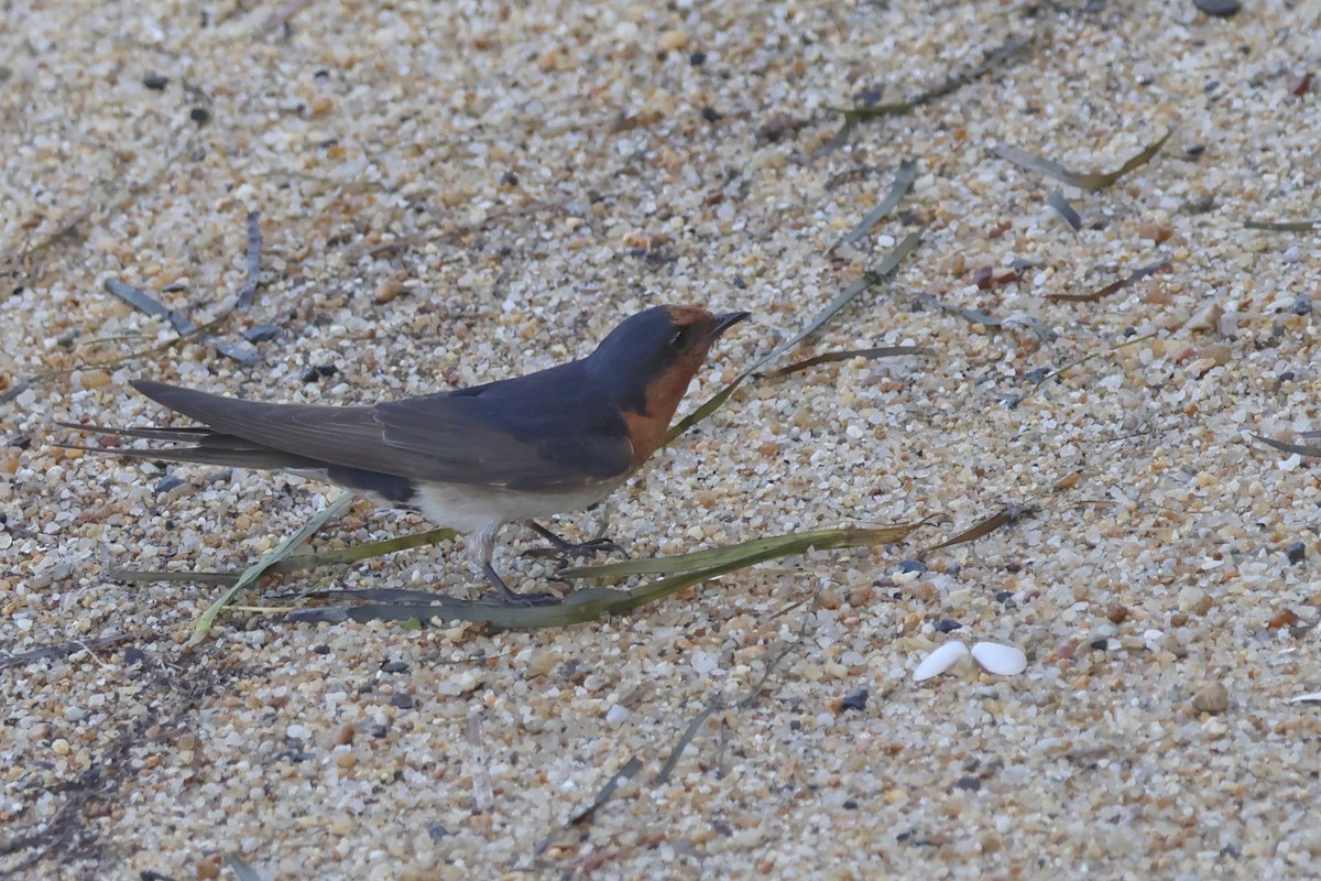 Glücksschwalbe - ML646415331