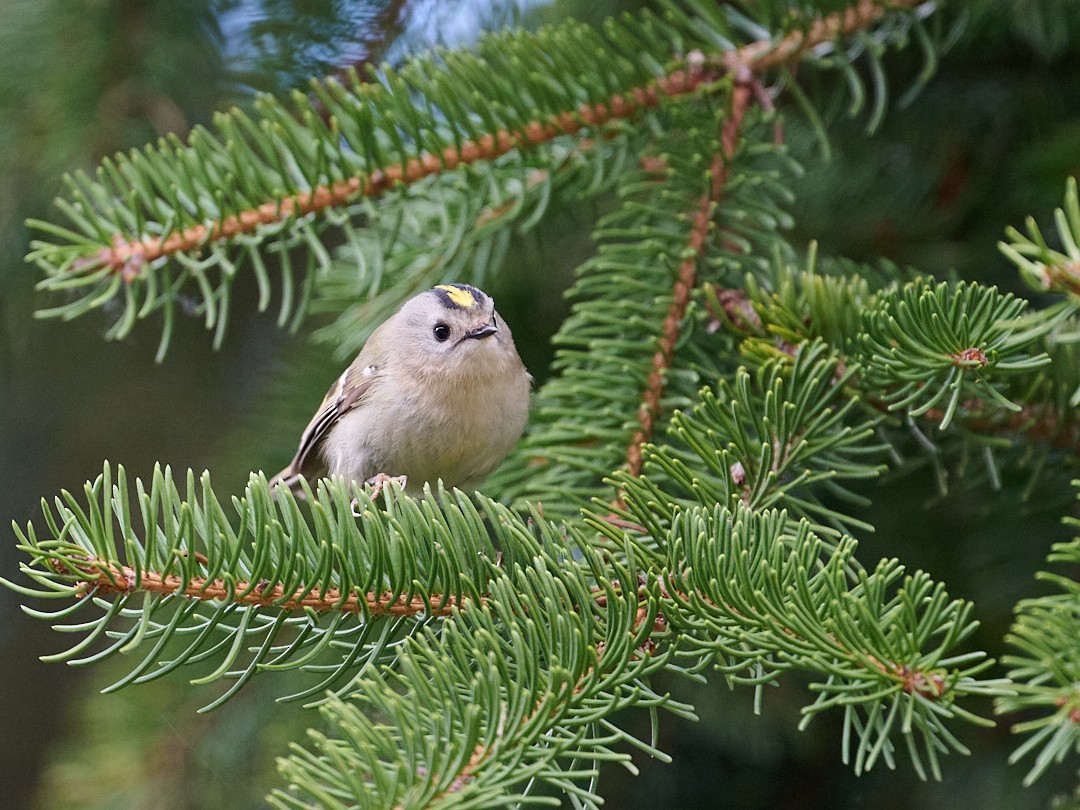 Wintergoldhähnchen - ML646415332