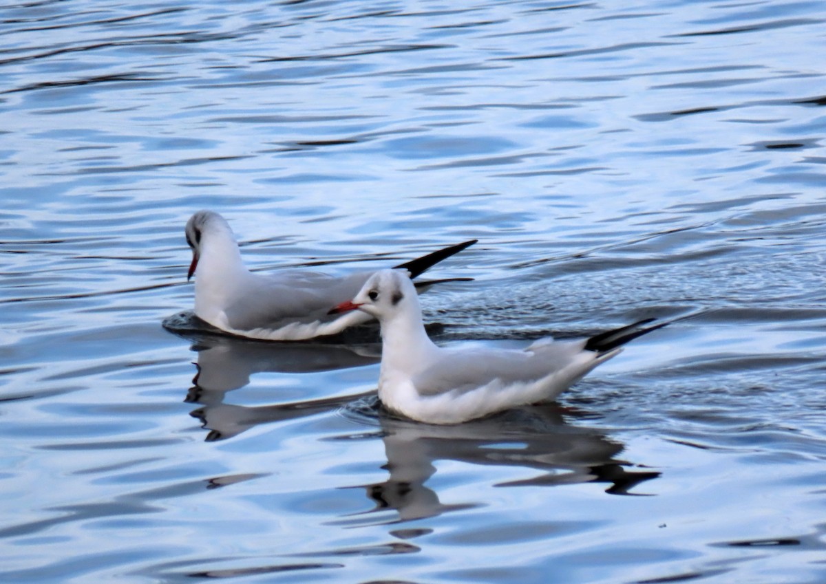 Lachmöwe - ML646415333