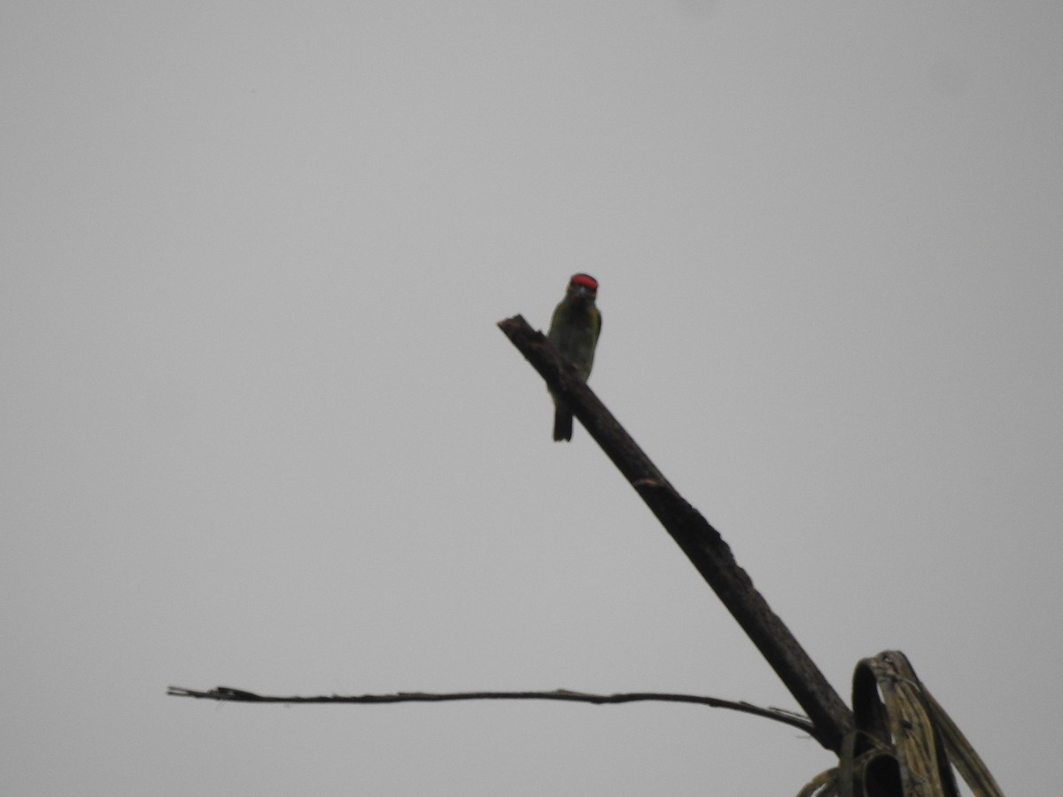 Ceylonbartvogel - ML646415335