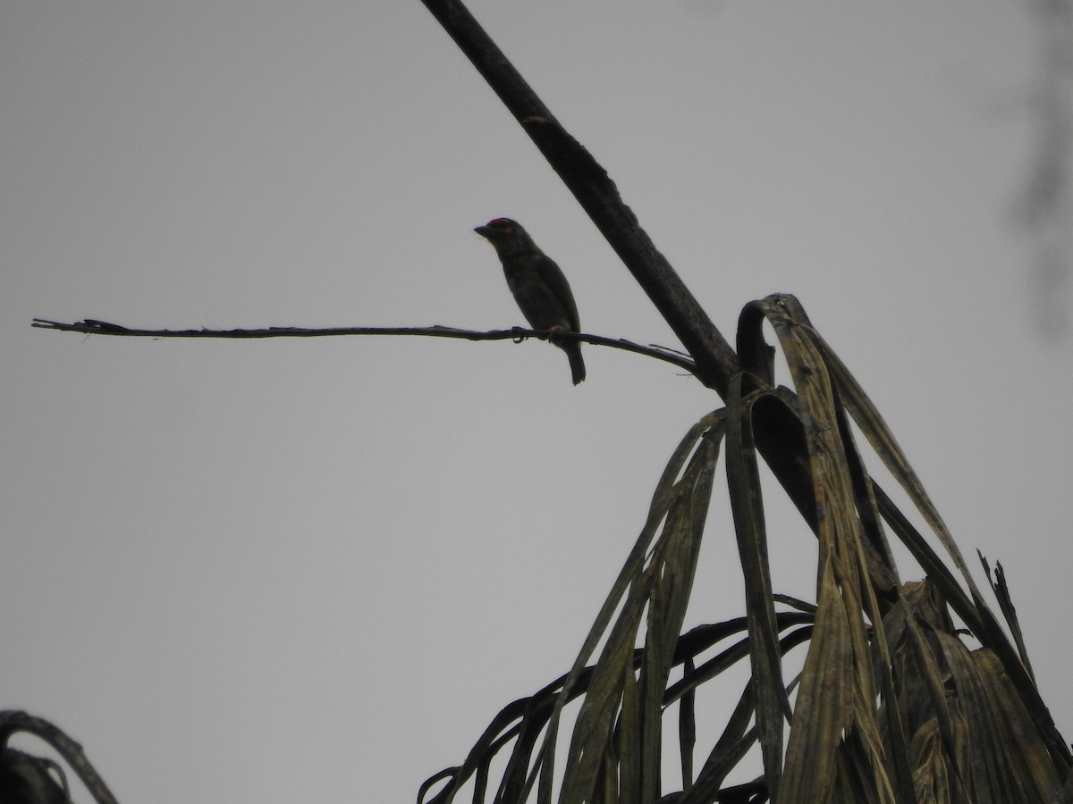 Ceylonbartvogel - ML646415336