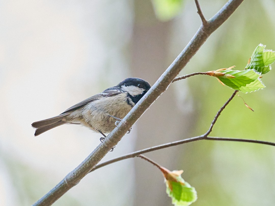 Tannenmeise - ML646415337