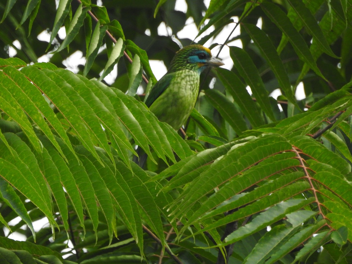 Goldstirn-Bartvogel - ML646415338