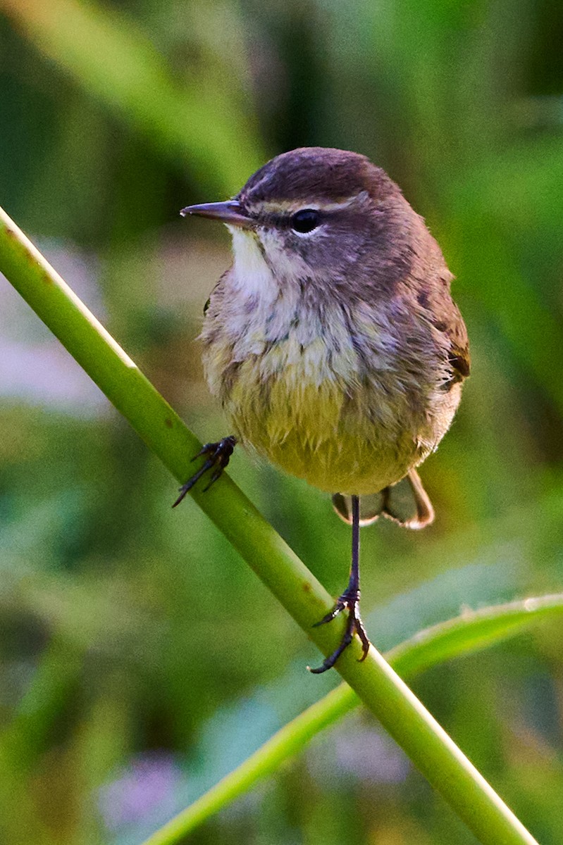 Palmenwaldsänger - ML646415339