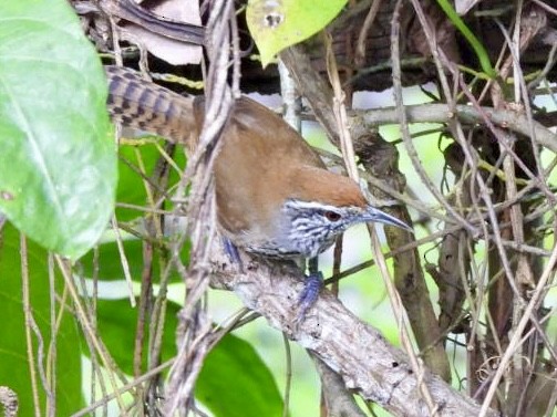 Fleckenbrust-Zaunkönig - ML646415341