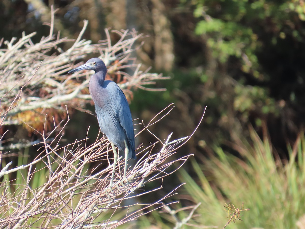 Little Blue Heron - ML646415342
