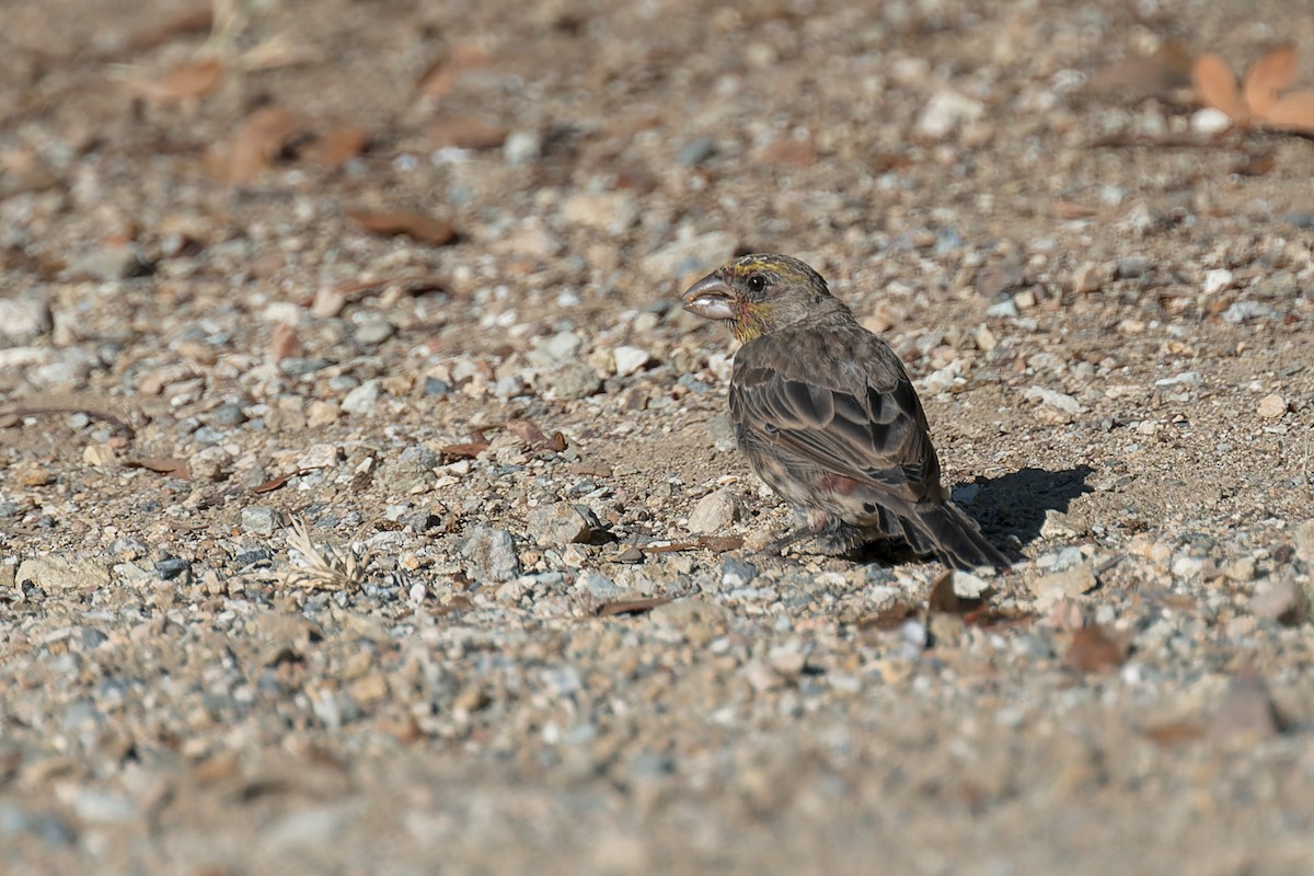 hýl rudoprsý - ML646415343