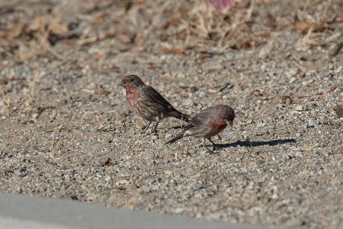 hýl rudoprsý - ML646415344