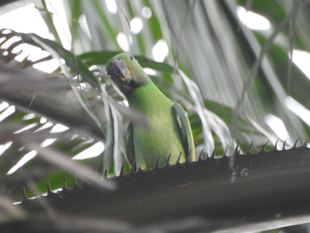 alexandr smaragdový - ML646415345