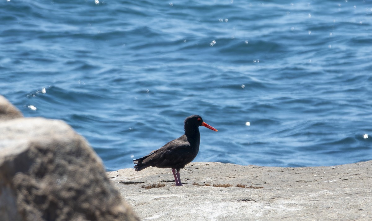 Sooty Oystercatcher - ML646415346