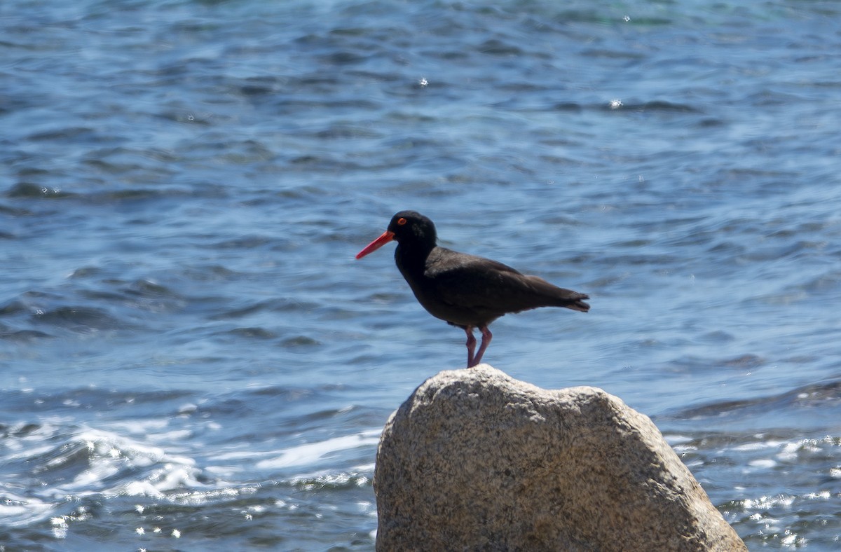 Sooty Oystercatcher - ML646415347