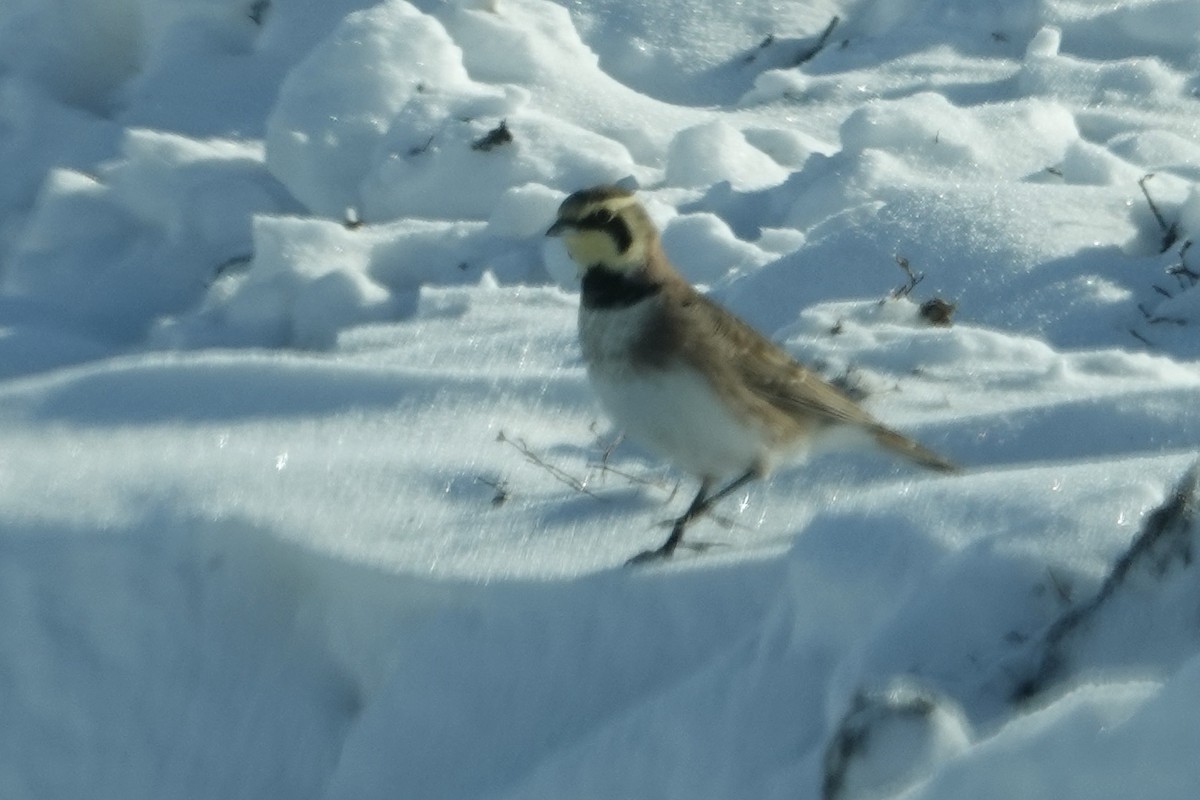 Horned Lark - ML646415348