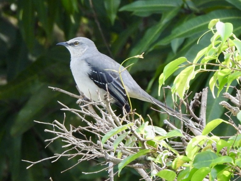 Tropical Mockingbird - ML646415350