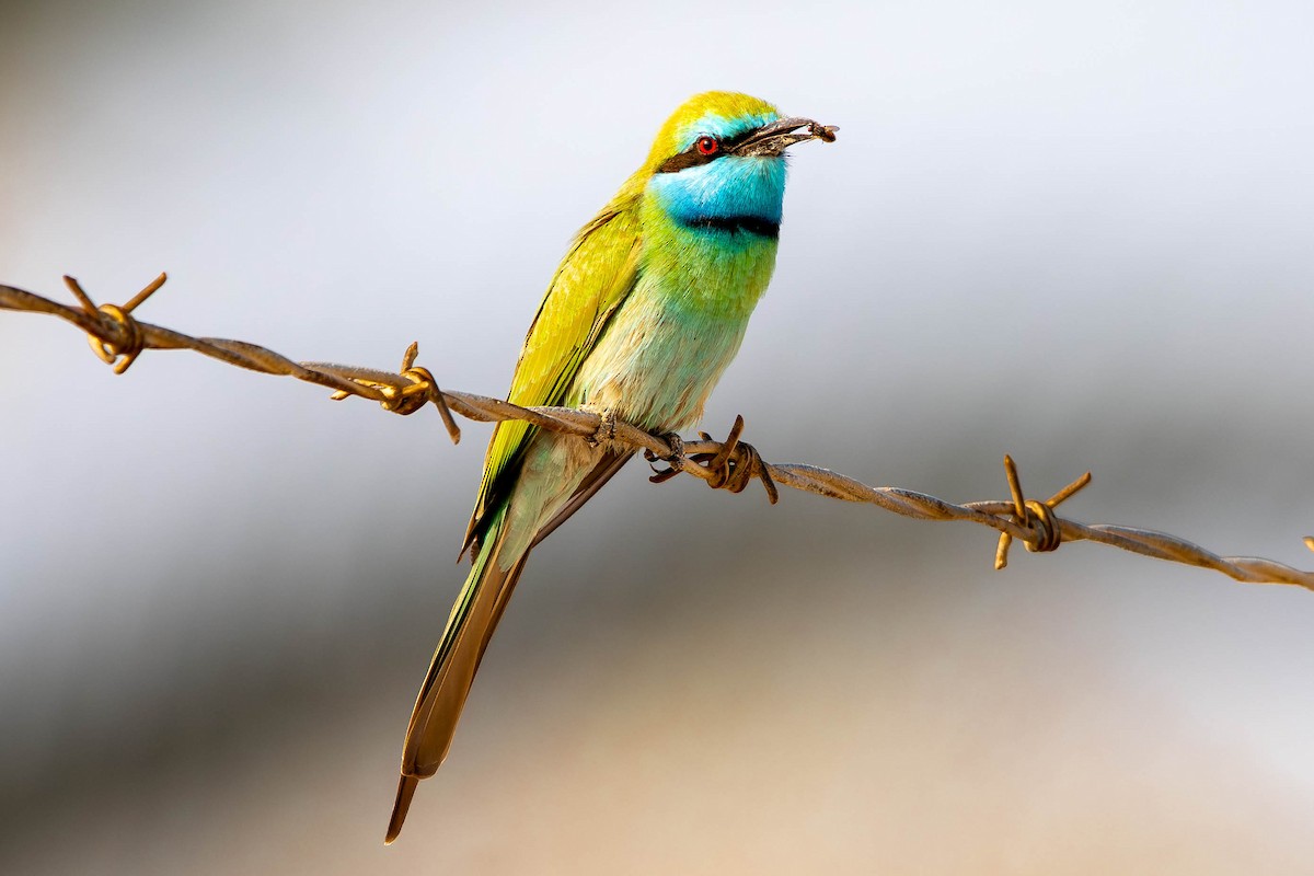 Arabian Green Bee-eater - ML646415351