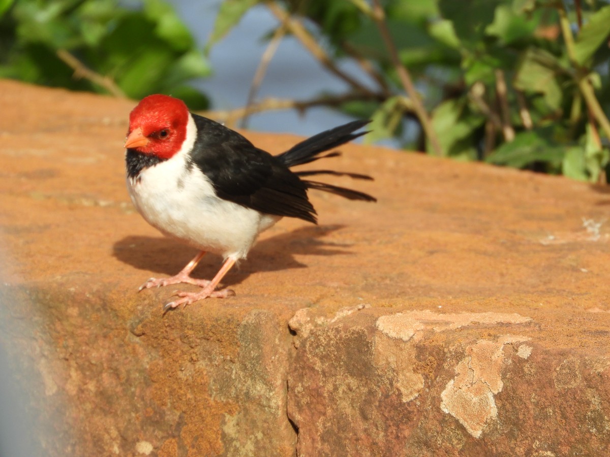 Yellow-billed Cardinal - ML646415352