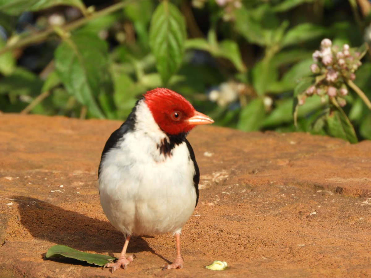 Yellow-billed Cardinal - ML646415353