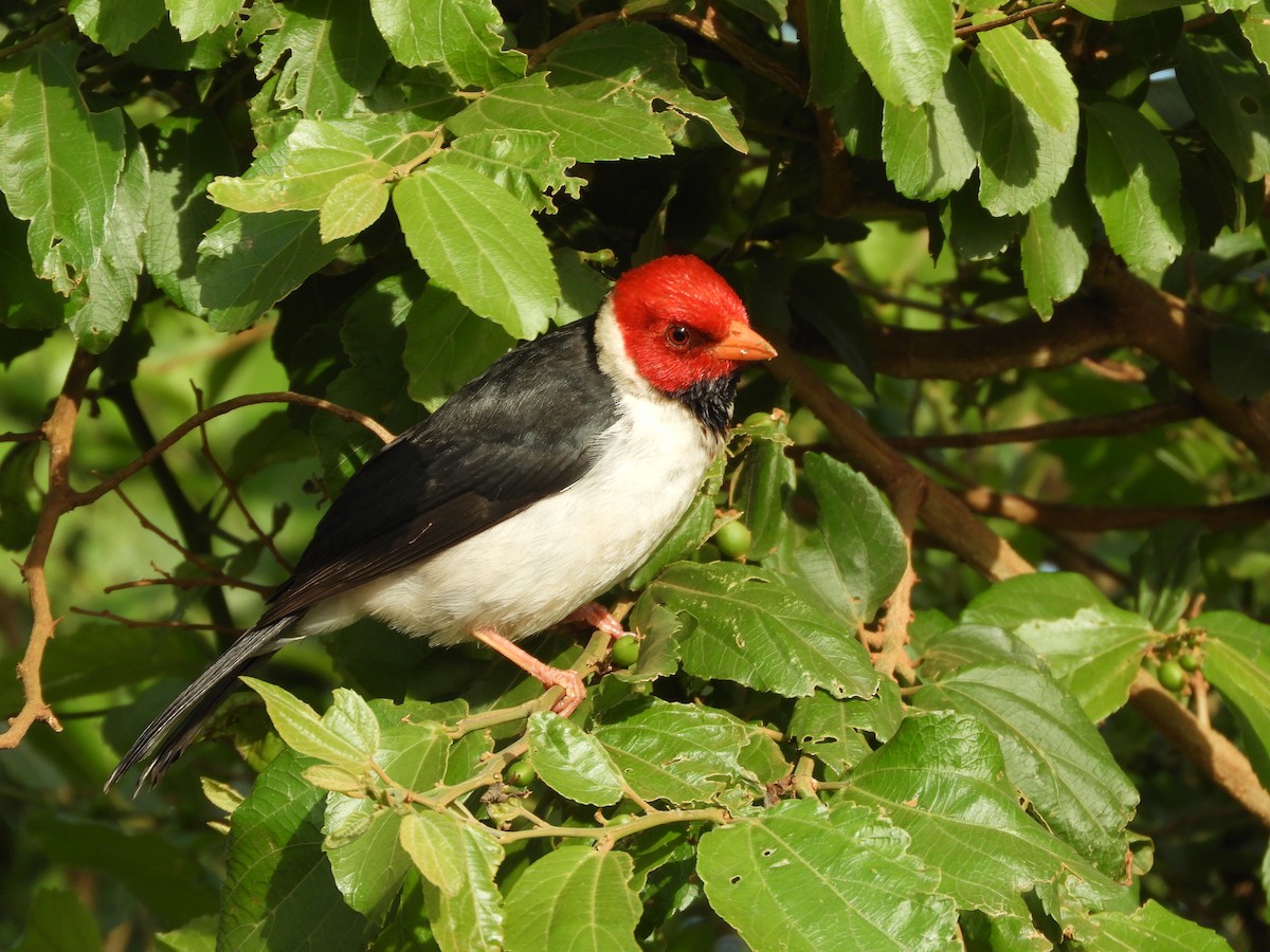Yellow-billed Cardinal - ML646415354