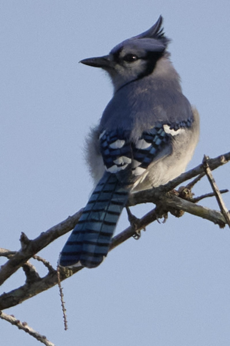 Blue Jay - ML646415355