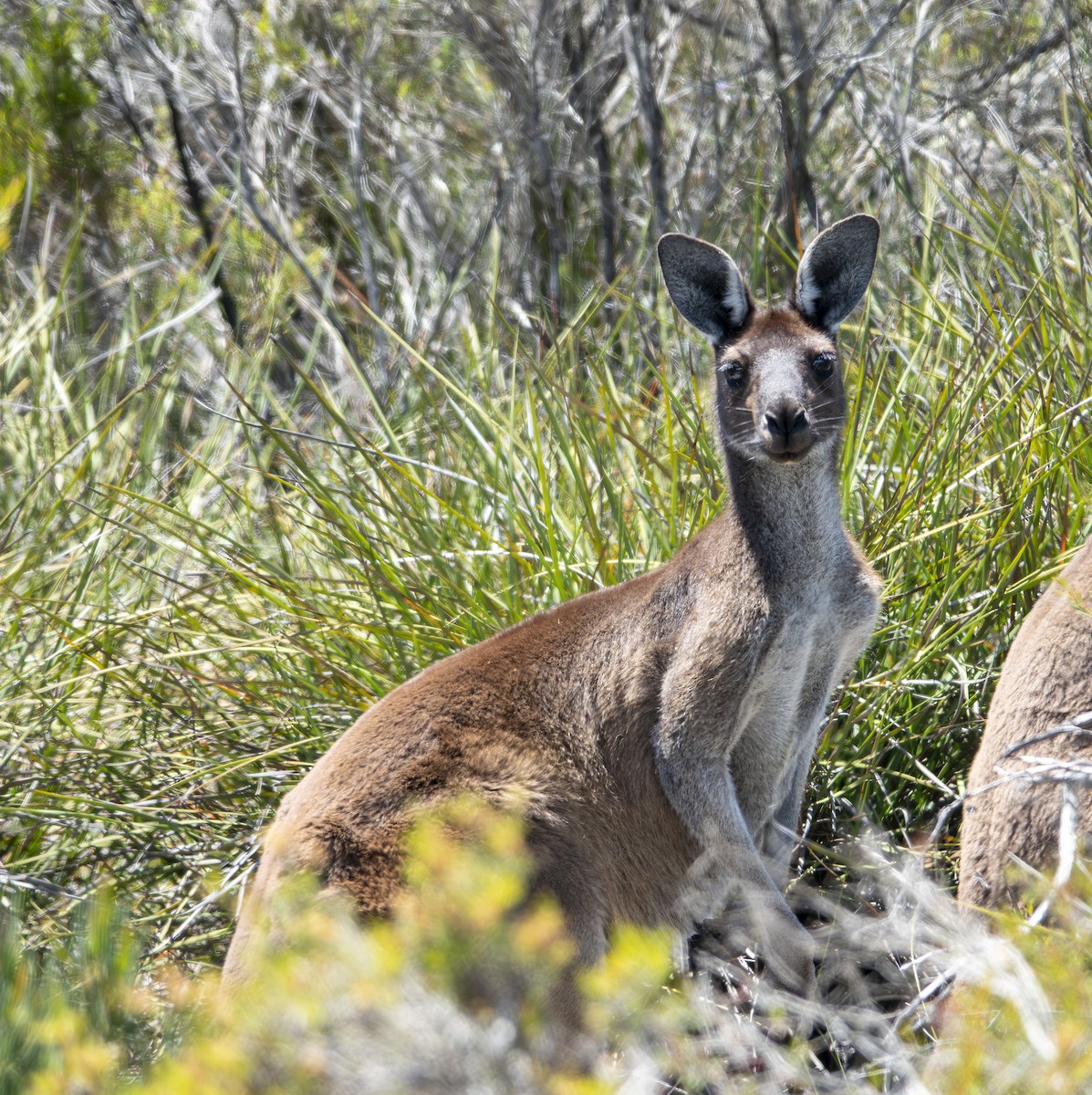 Western Grey Kangaroo - ML646415358