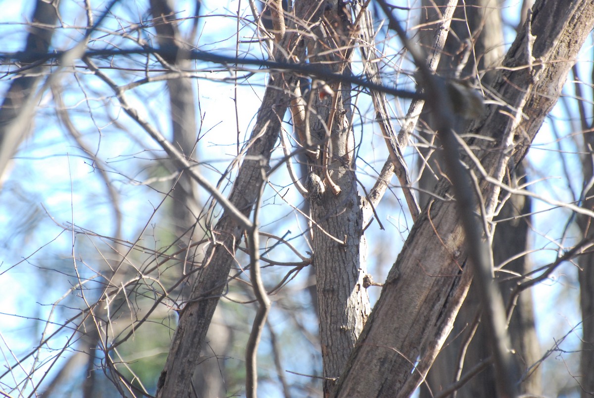 Brown Creeper - ML646415359