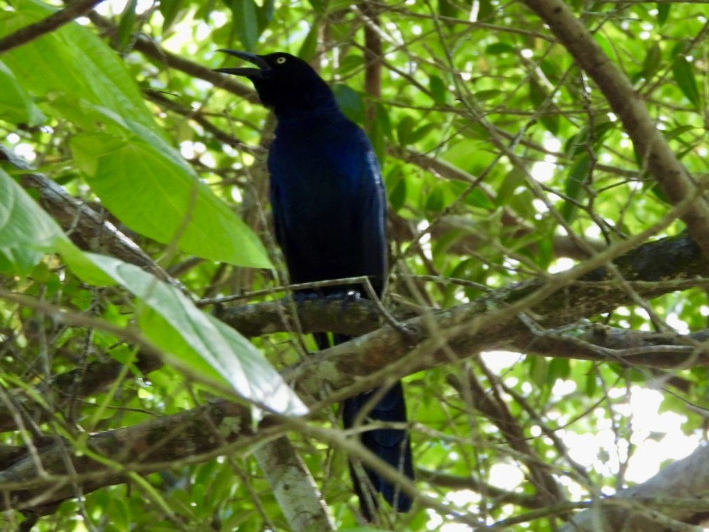 Melodious Blackbird - ML646415360