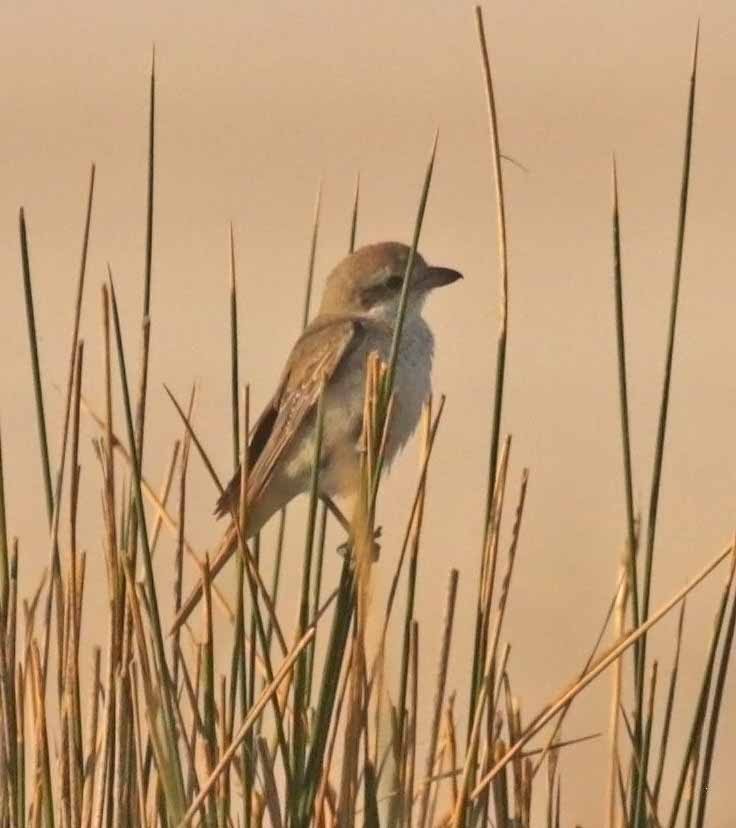 Isabelline Shrike - ML646415361