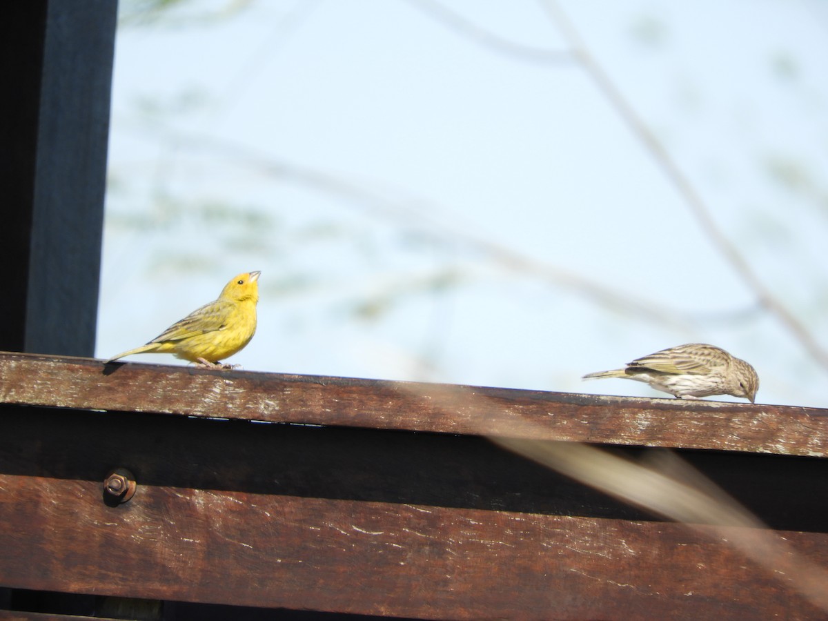 Saffron Finch - ML646415362
