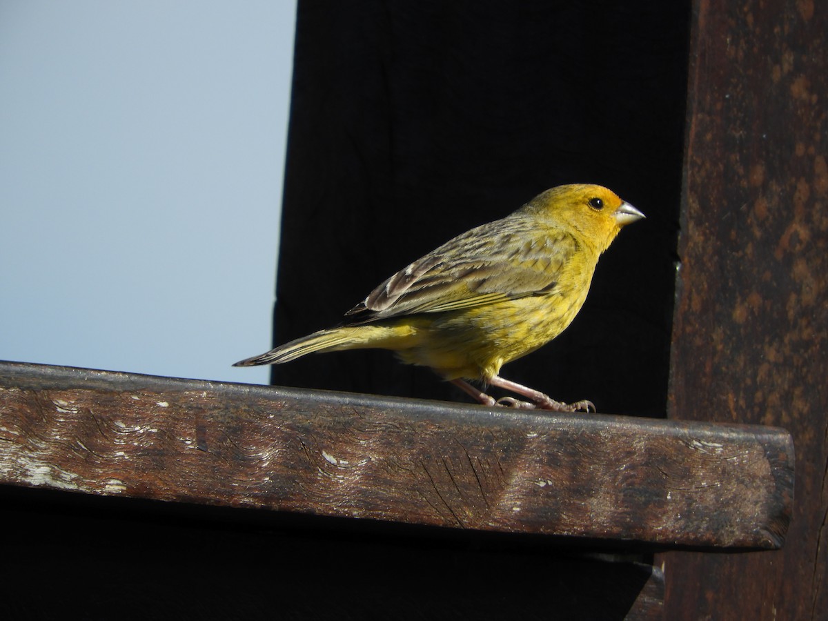 Saffron Finch - ML646415363