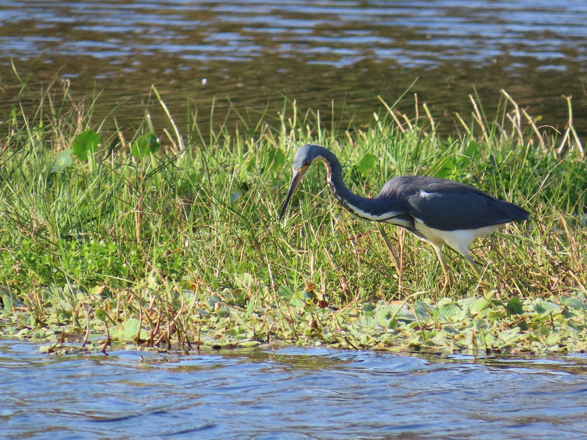 Tricolored Heron - ML646415366