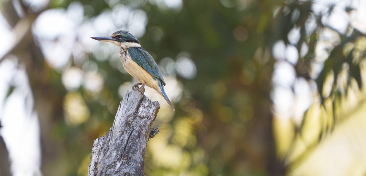 Sacred Kingfisher - ML646415368