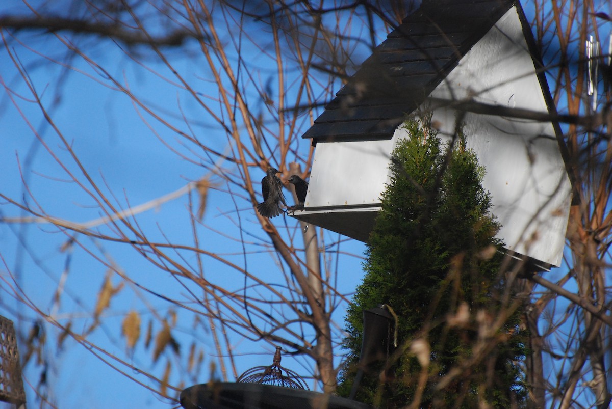 European Starling - ML646415369