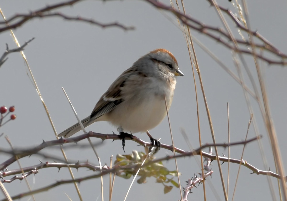 Пасовник північний - ML646415370