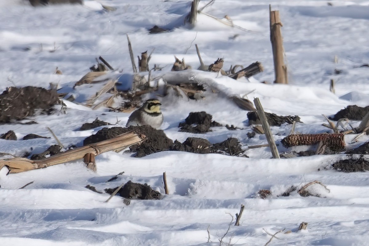Horned Lark - ML646415371