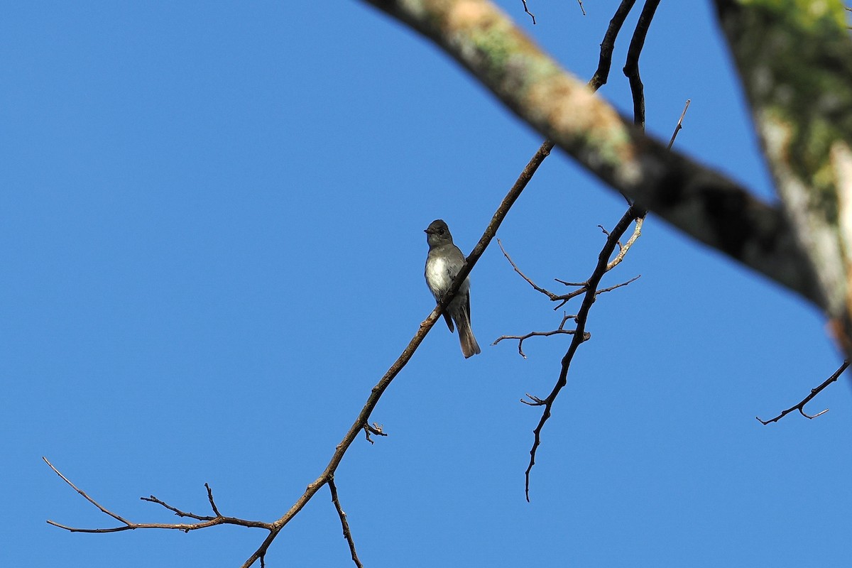 Western Wood-Pewee - ML646415372