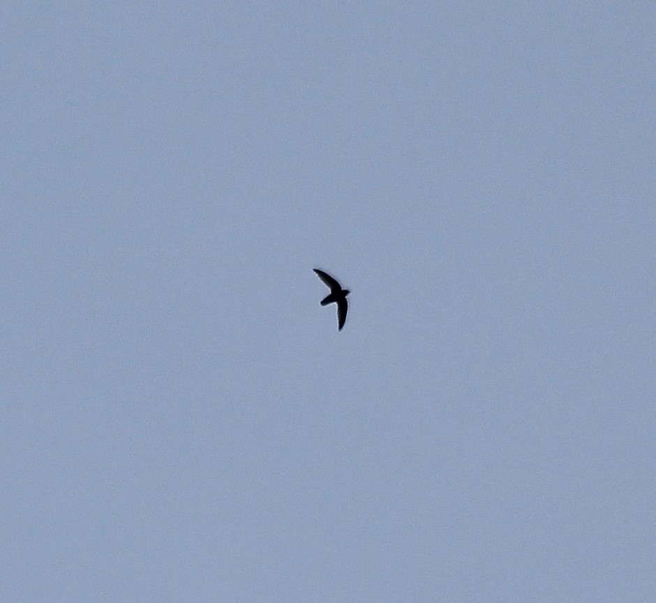 Chimney Swift - ML646415373