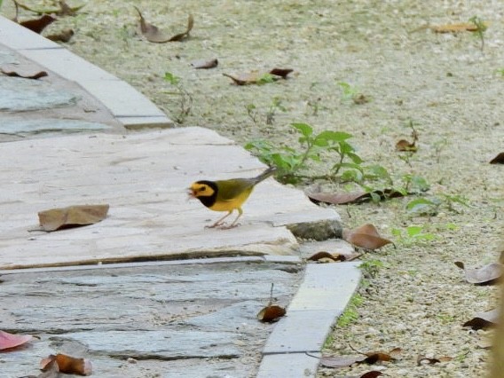 Hooded Warbler - ML646415374
