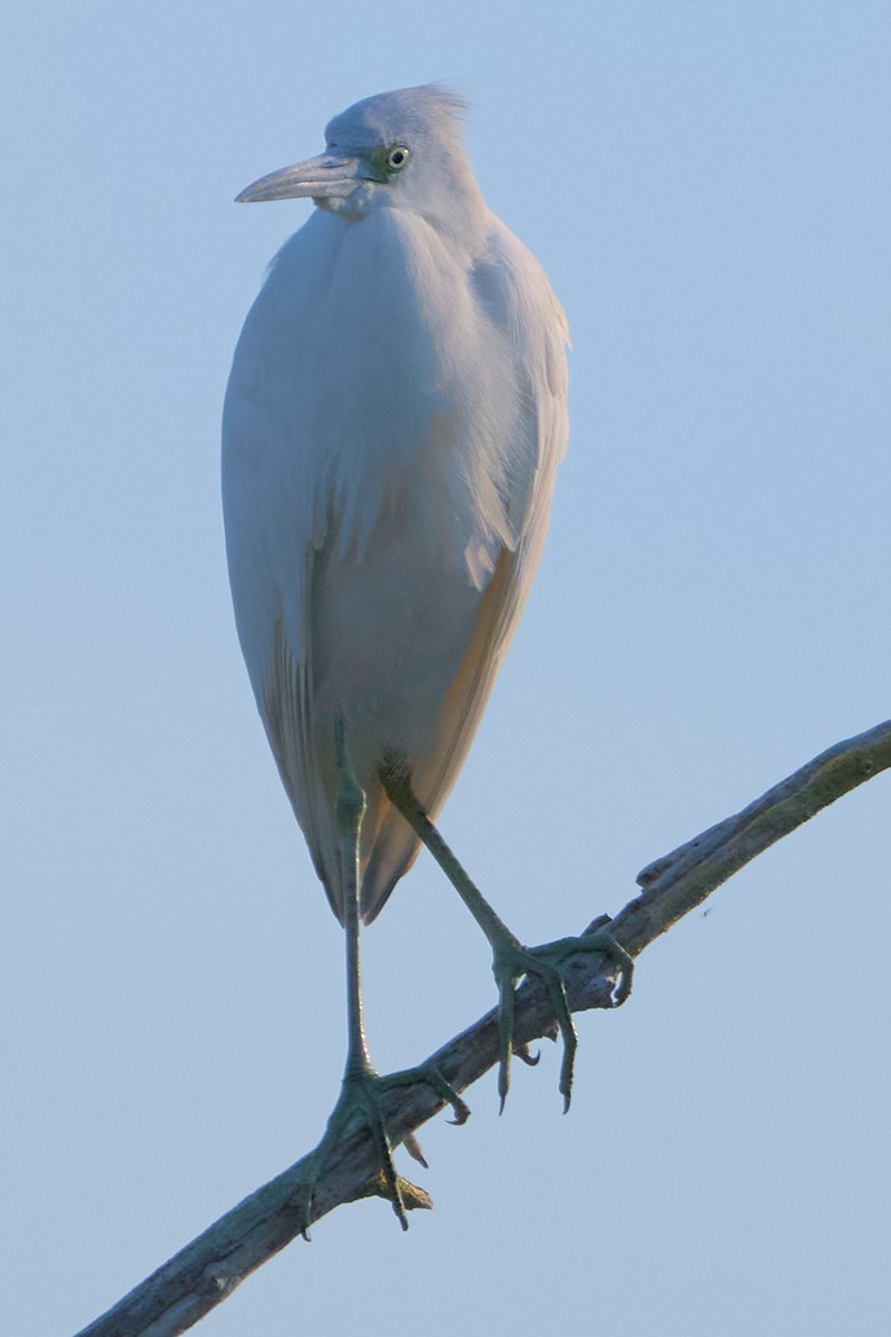 Little Blue Heron - ML646415376